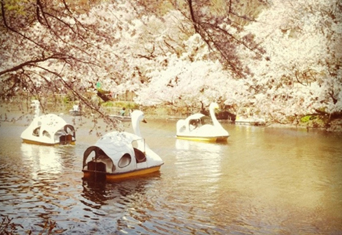 Love boats als parcs de Tokio