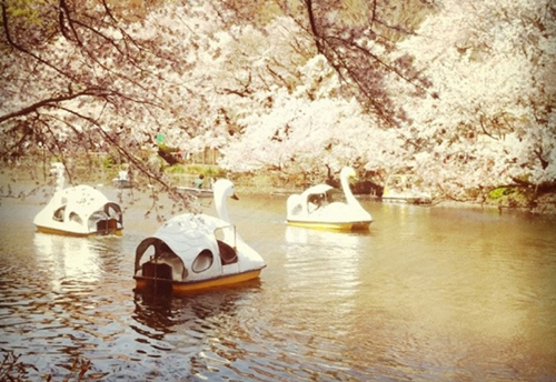 Love boats als parcs de Tokio Love boats als parcs de Tokio