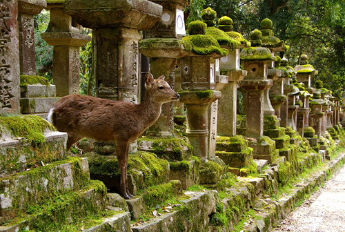 Excursió a Nara